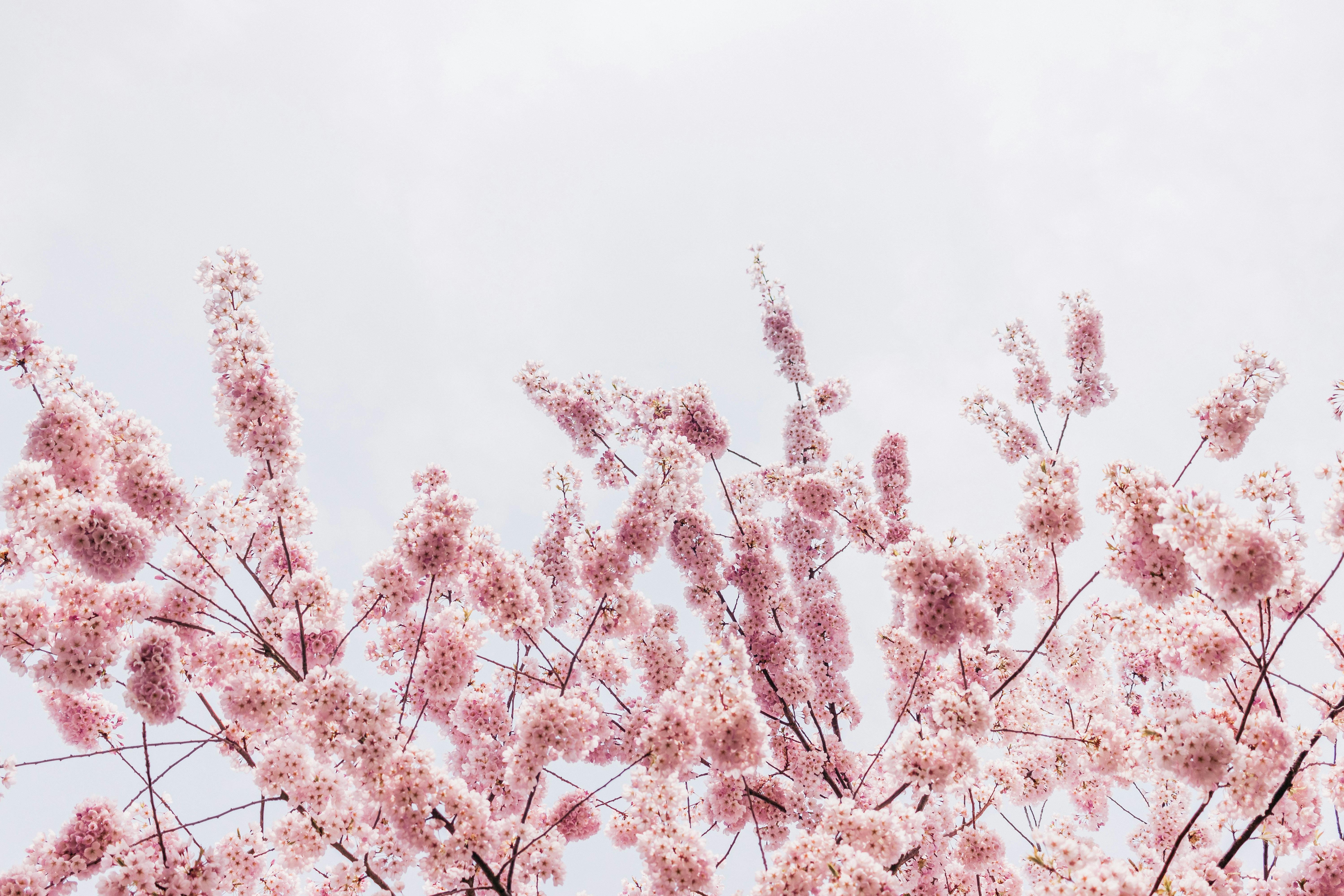 the heads of various flowers clustered together, symbolising k-means clustering