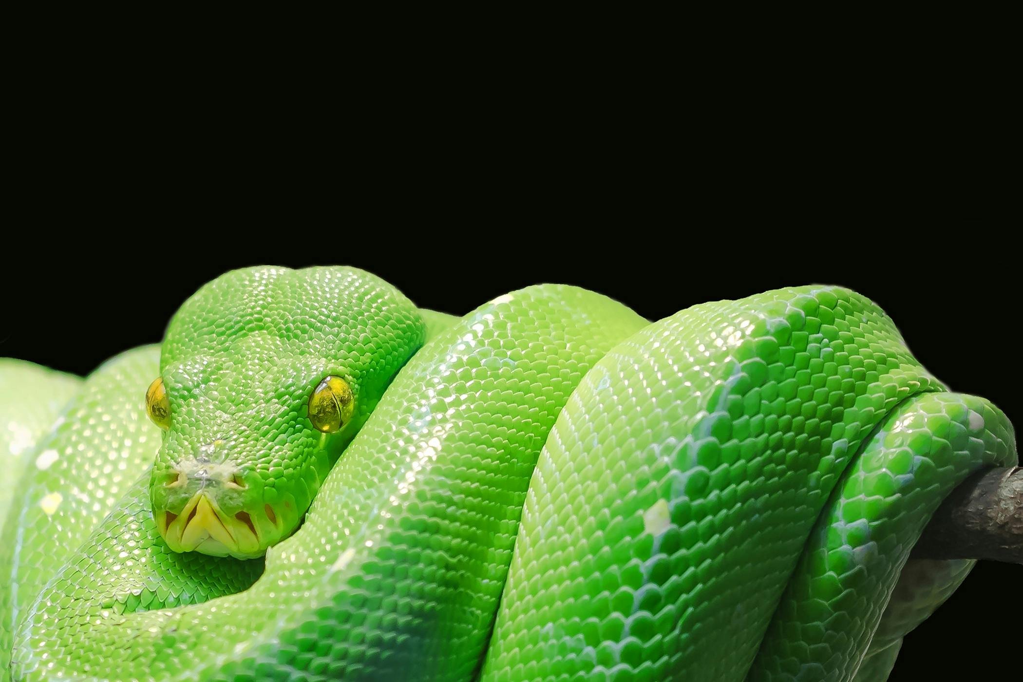 It's a literal python - the animal